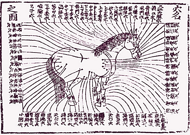 Copie de gravure acu equine