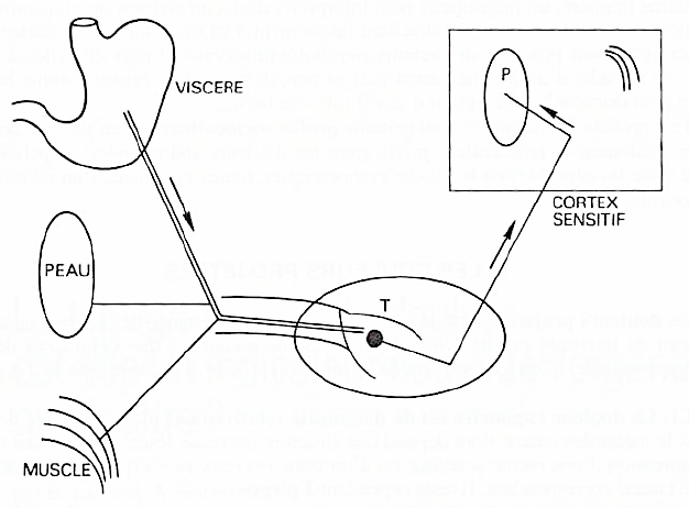 Cutane