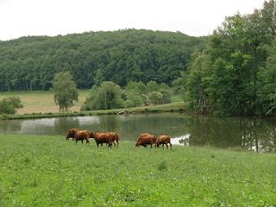 Etang vache s