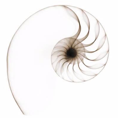 Coquillage