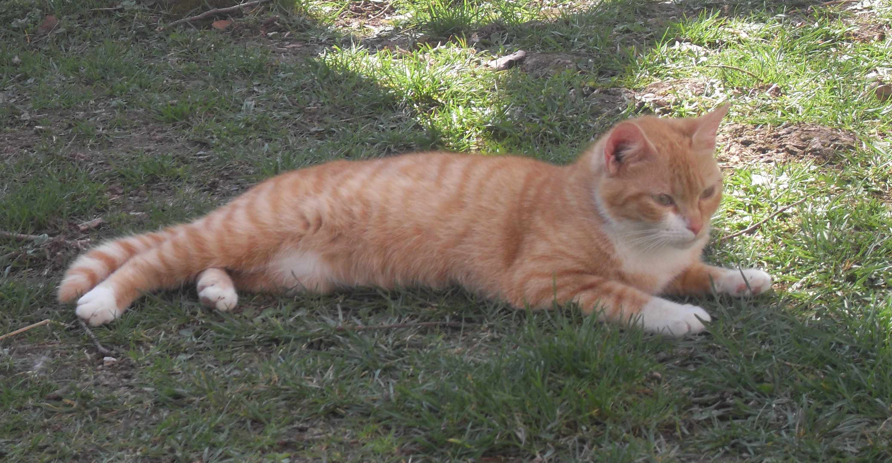 Garfield 1