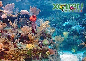 Xcaret2