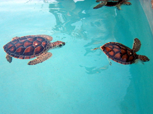 Xcaret Turtles