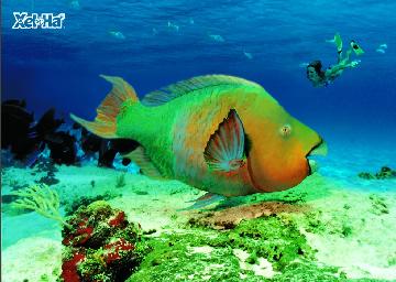 Xel Ha 2