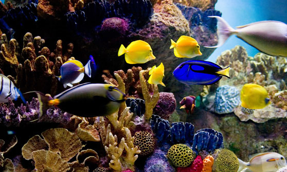 Xel Ha