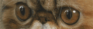 Chatons persans medium