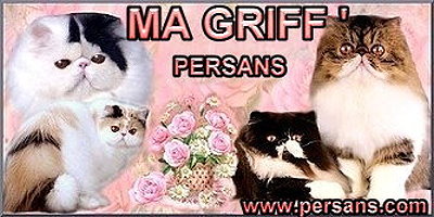 Magriff rose