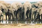 Elephants 1