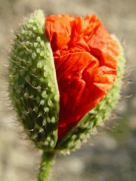 Coquelicot