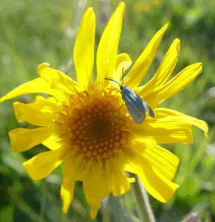 Arnica