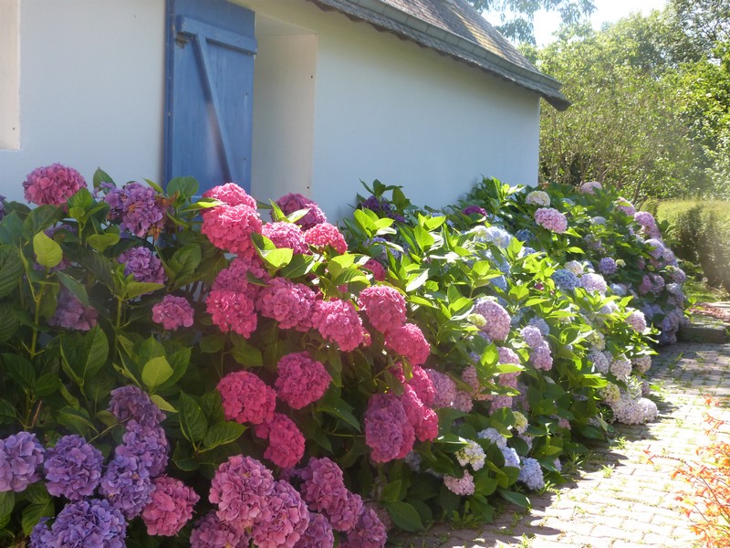 Chemin hortensias