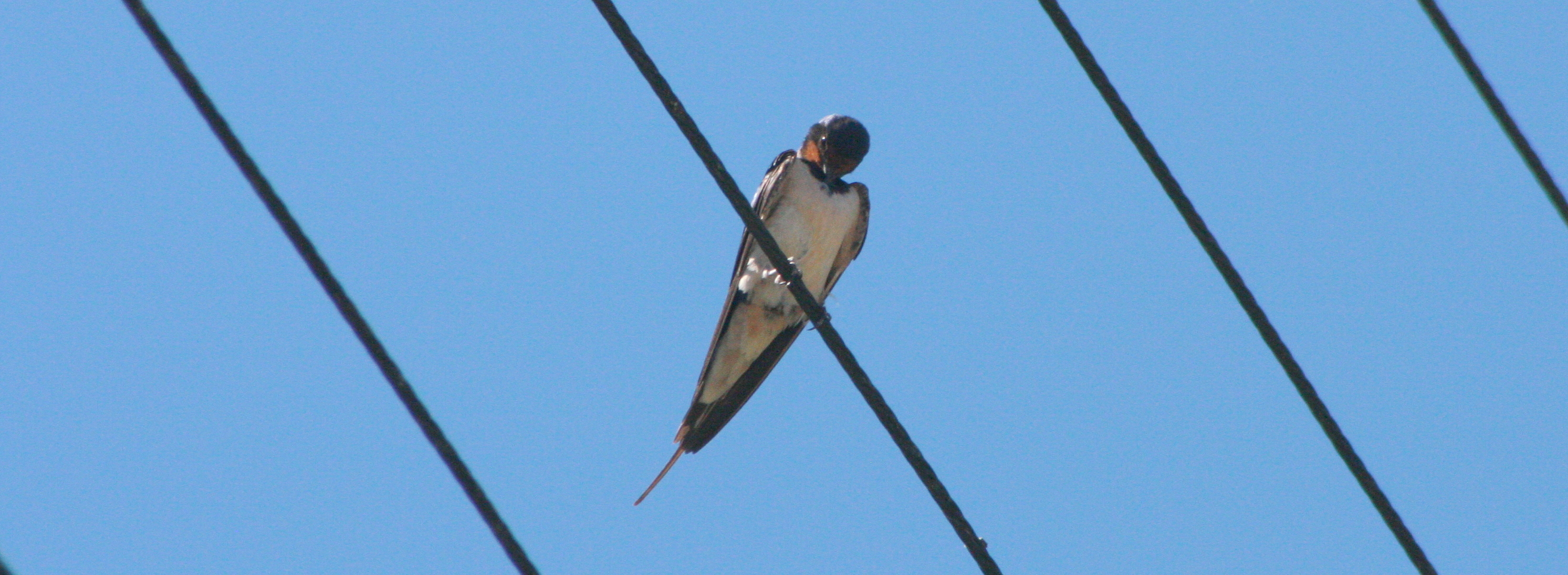 Img 9886 hirondelle regard