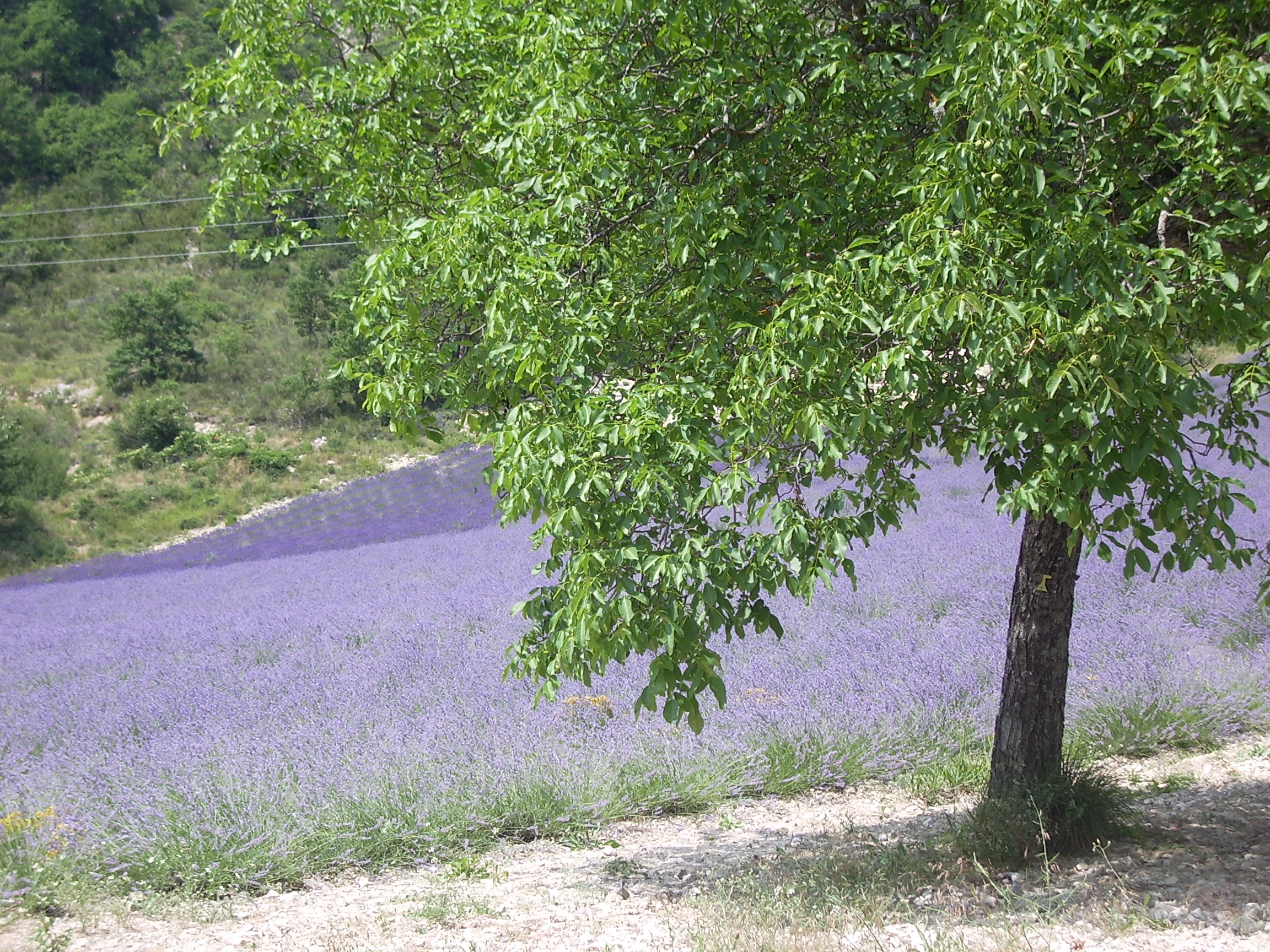La lavande dioise