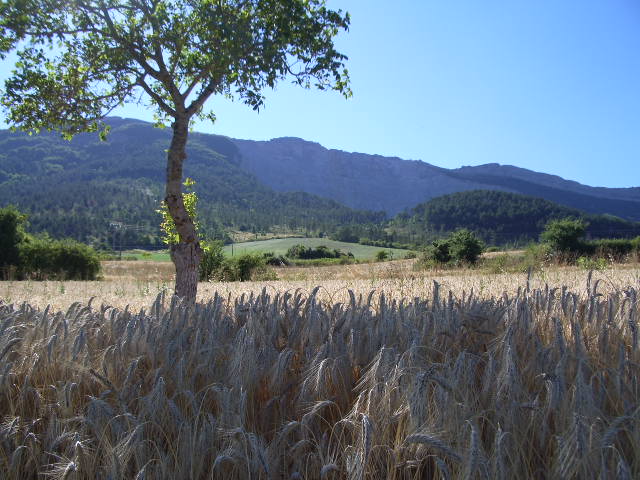 De l orge