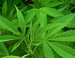 Cannabis 2