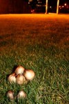 Champignons