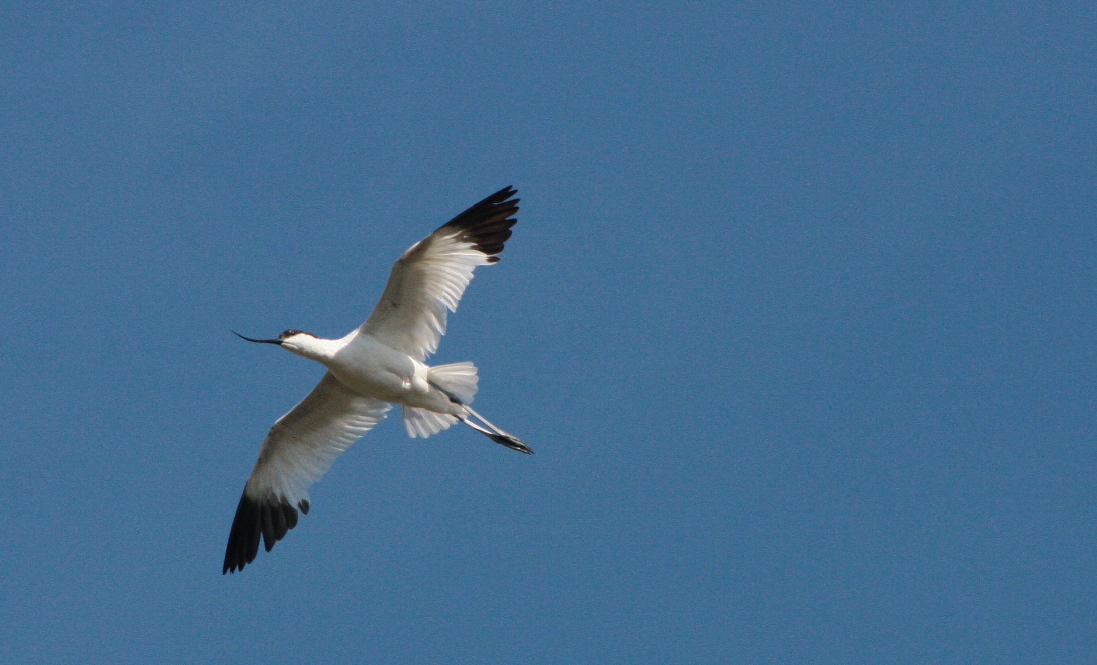IMG 7475 Avocette en vol