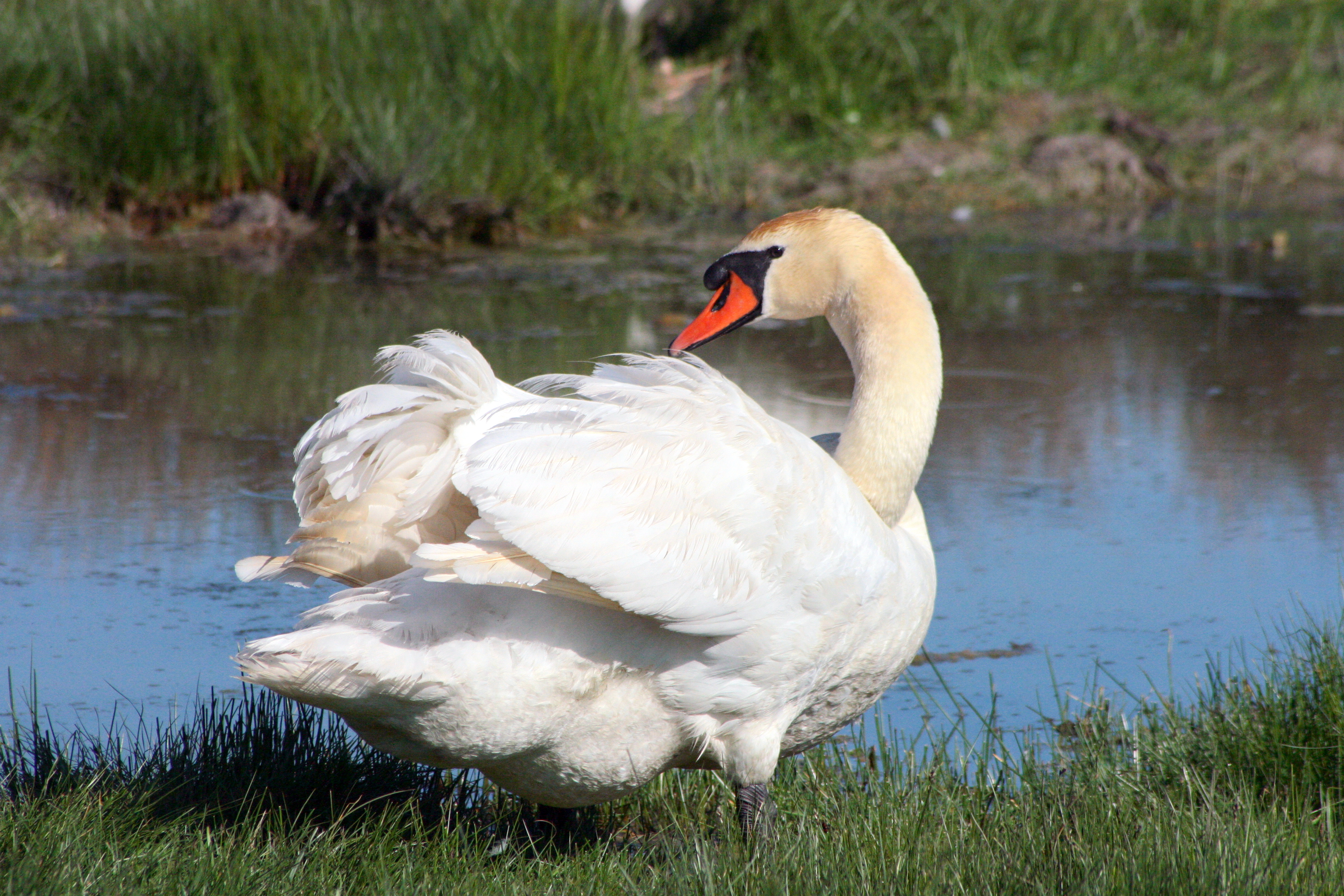 IMG 7161 cygne tubercule panier