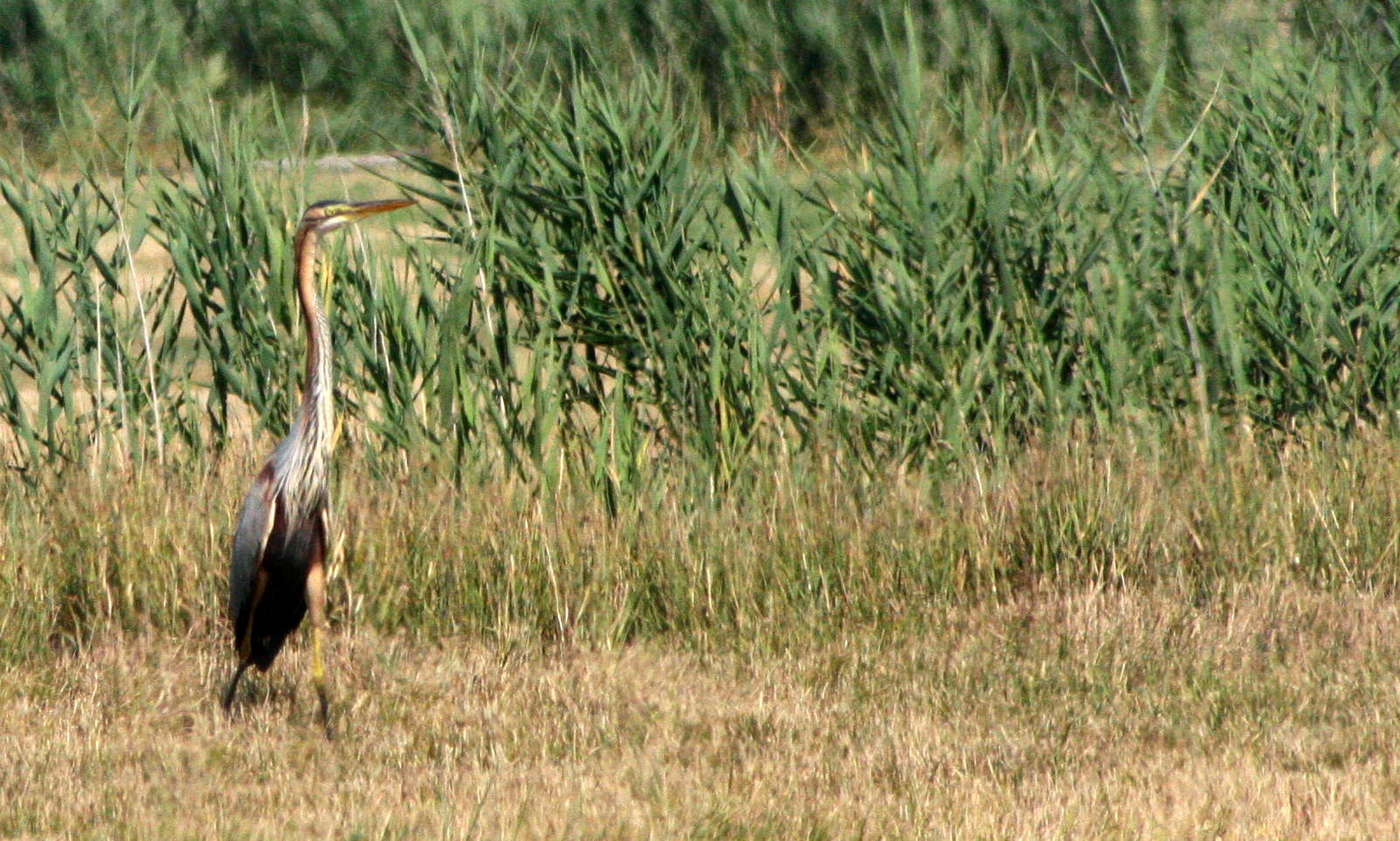 IMG 7359 heron pourpre