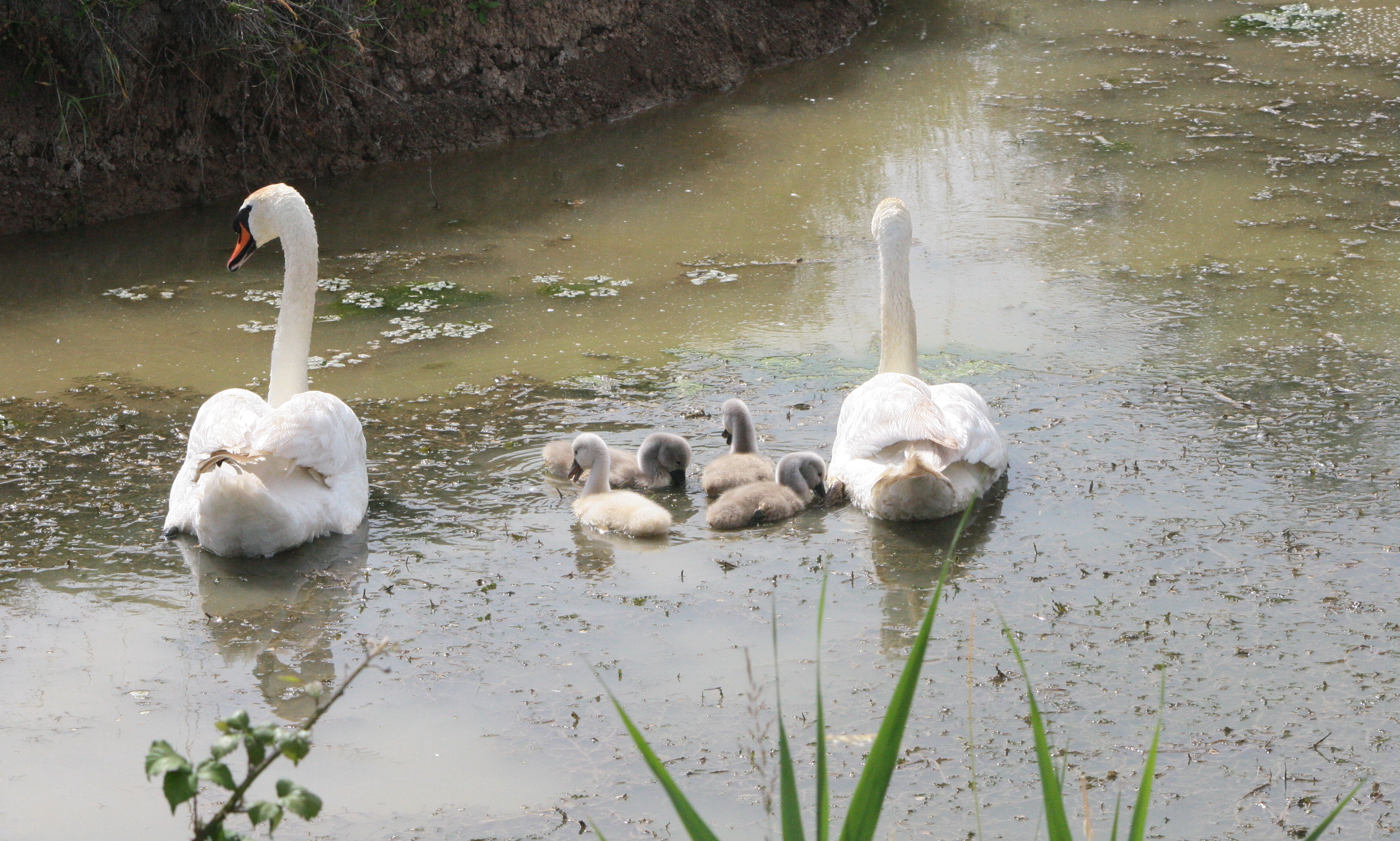 IMG 9468 famille de cygnes