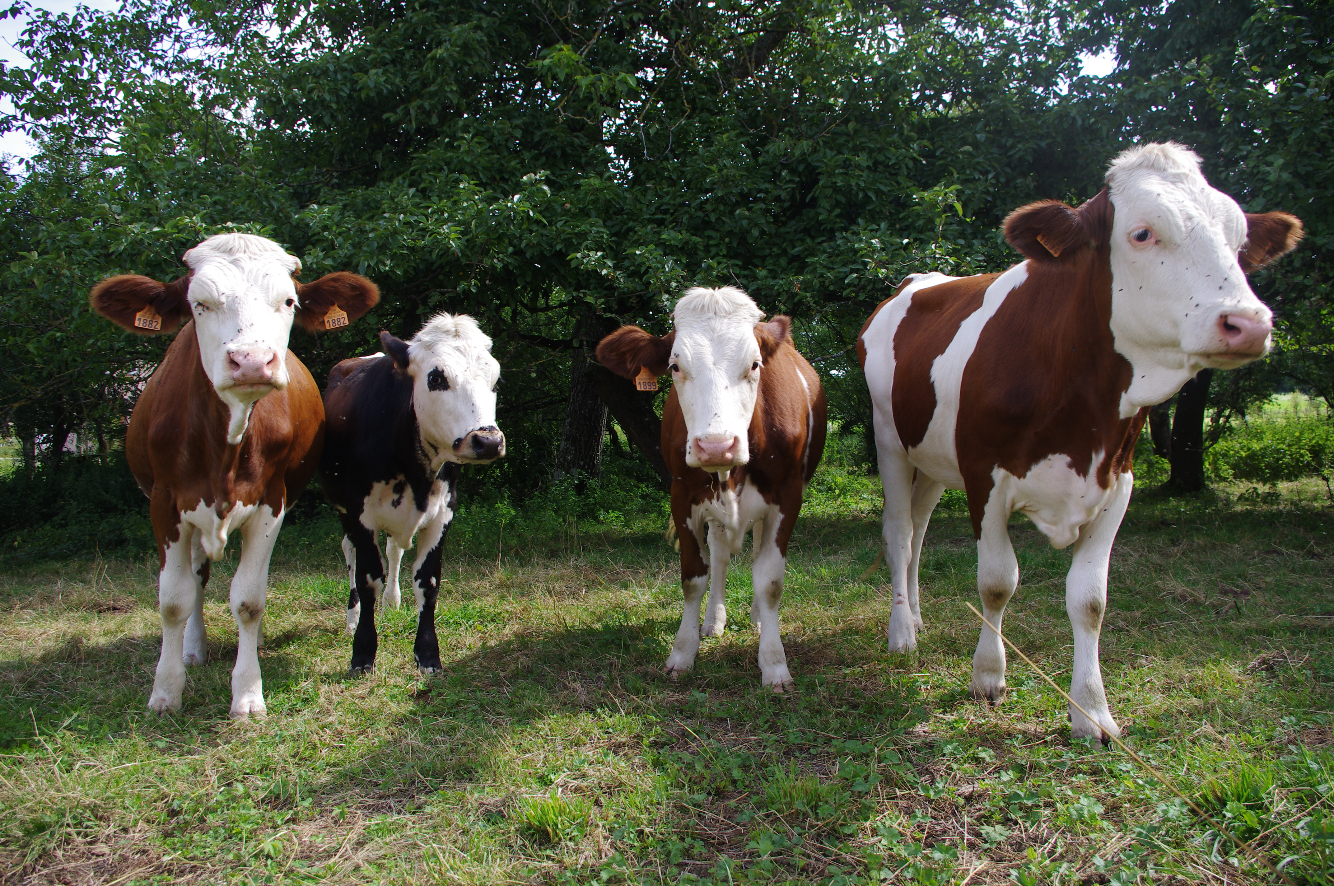 Dimanche a la ferme Villers008