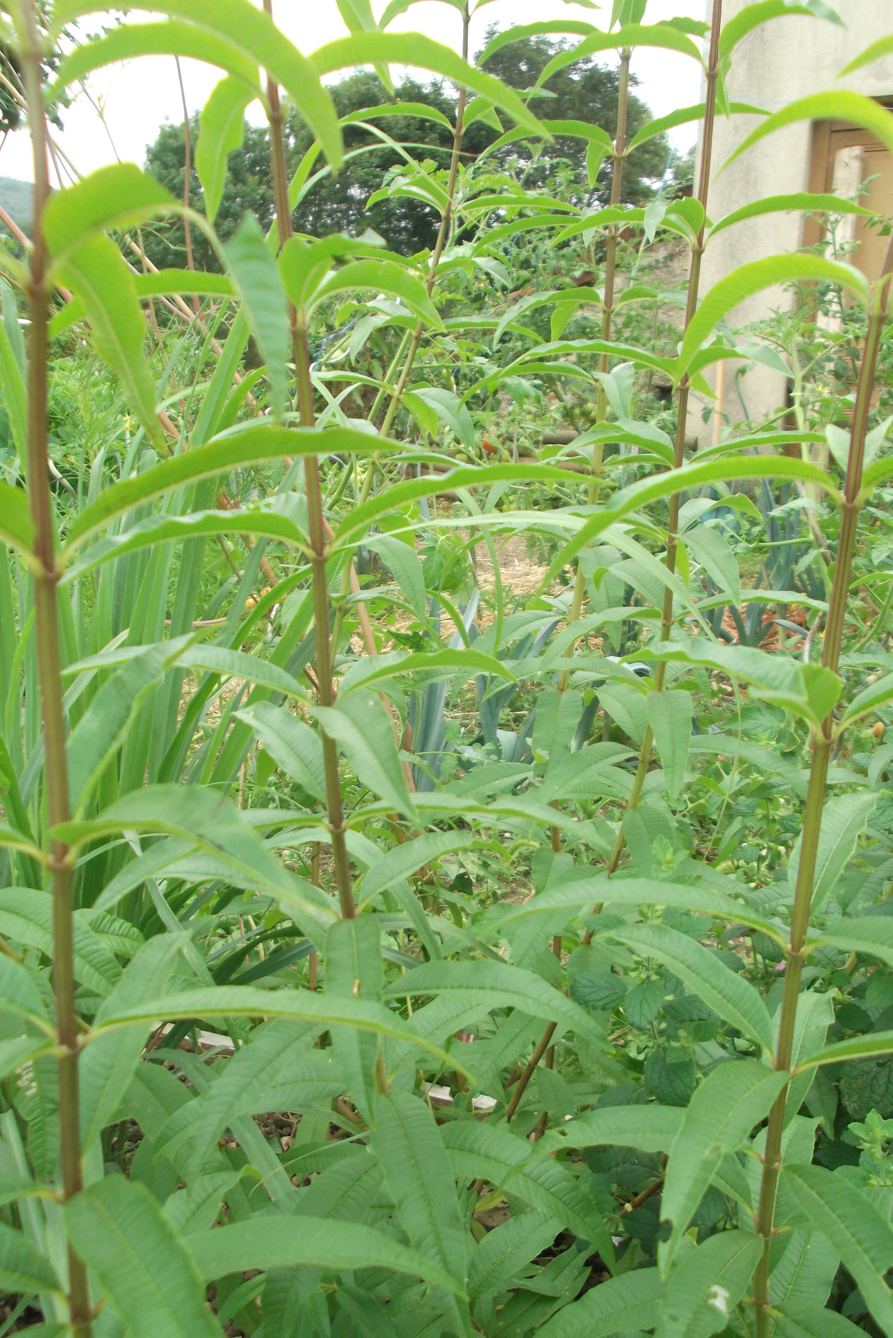 Lippia cit 2 