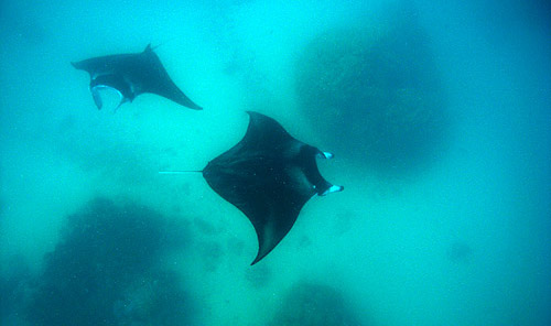 Manta 06