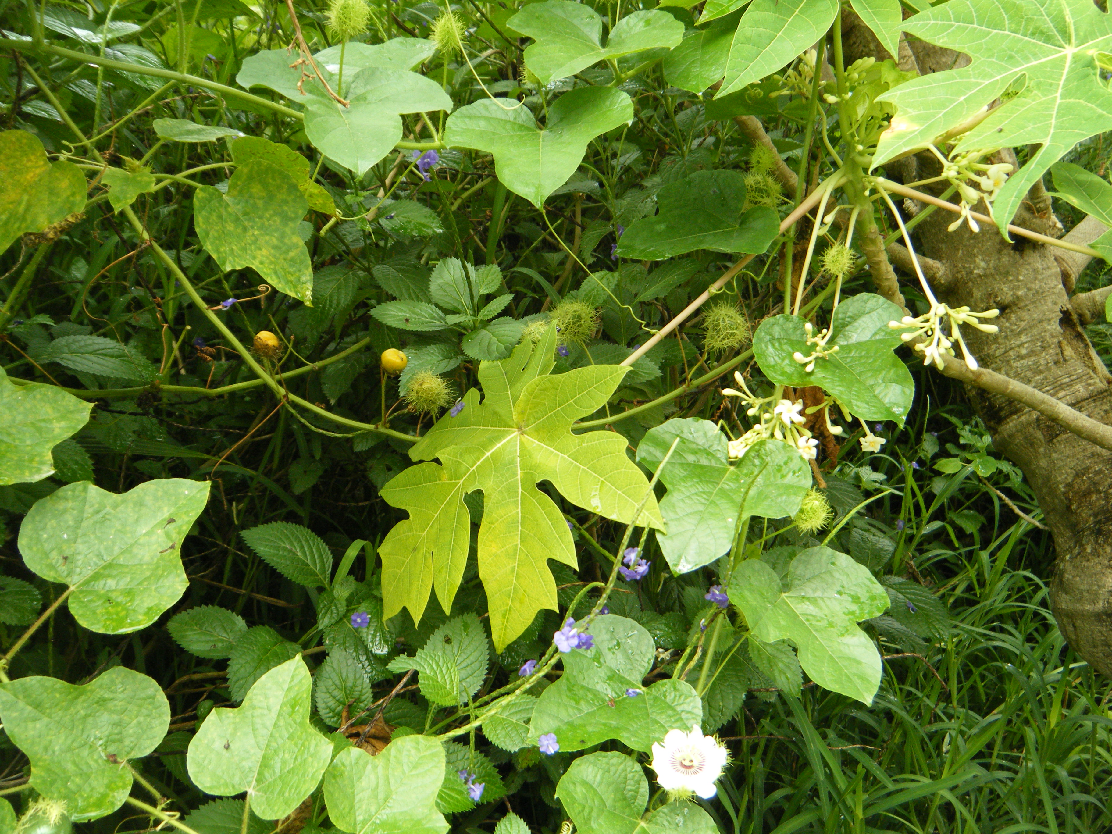 TOUHO 19 20 mars 2011 25 