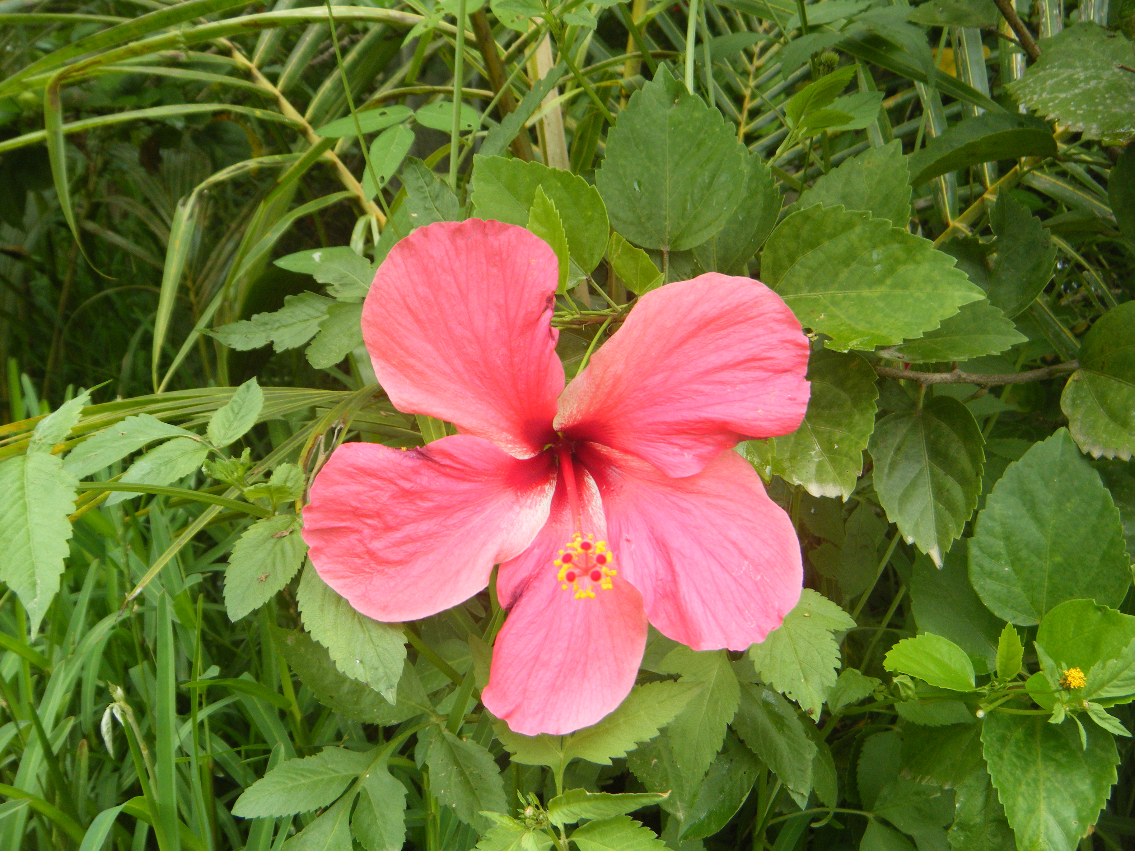 TOUHO 19 20 mars 2011 29 