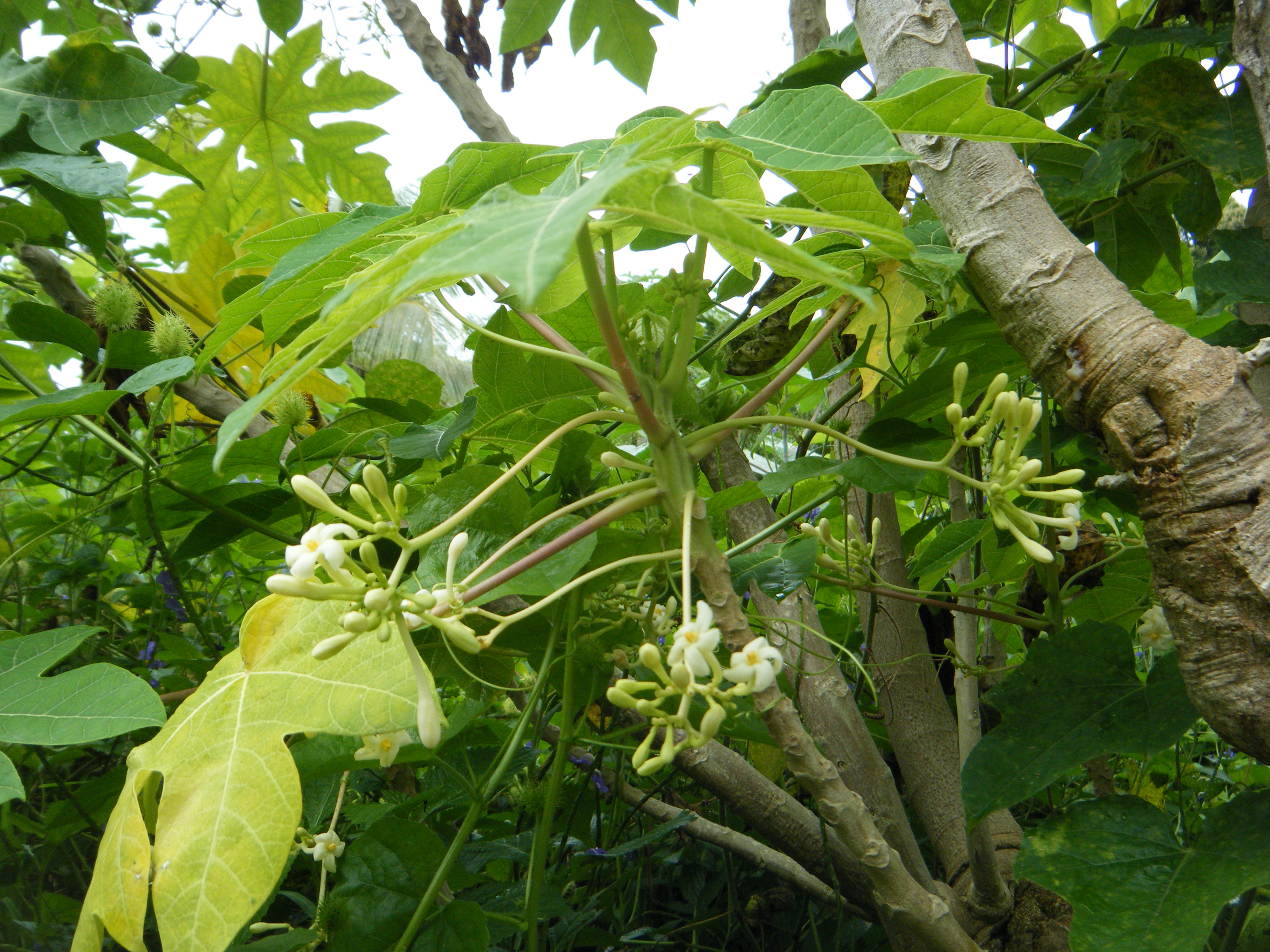 TOUHO 19 20 mars 2011 27 