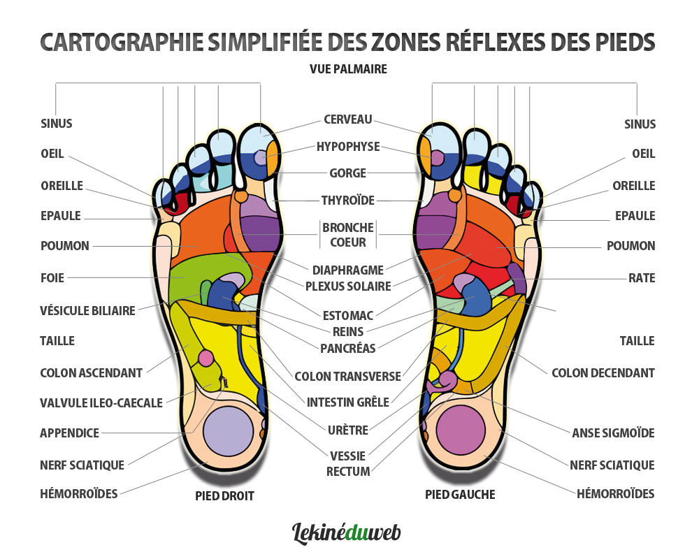 Cartographie simplifiee reflexologie plantaire