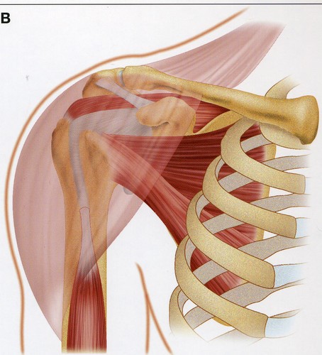 Anatomie epaule 3