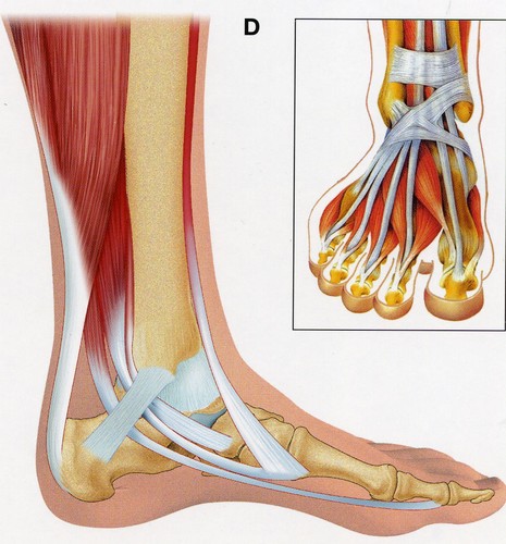 Anatomie pied 3