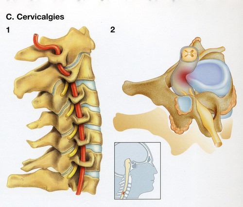 Anatomie col cervicale 3