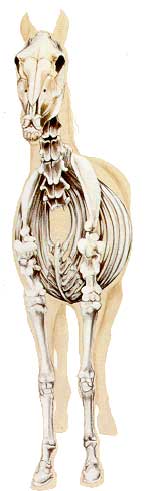 Horse skeleton 7d