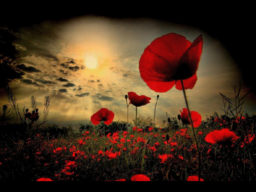 Champs de coquelicot