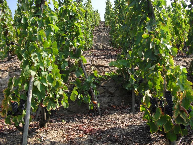 Côte-Rôtie, Les Moutonnes, Domaine Chambeyron