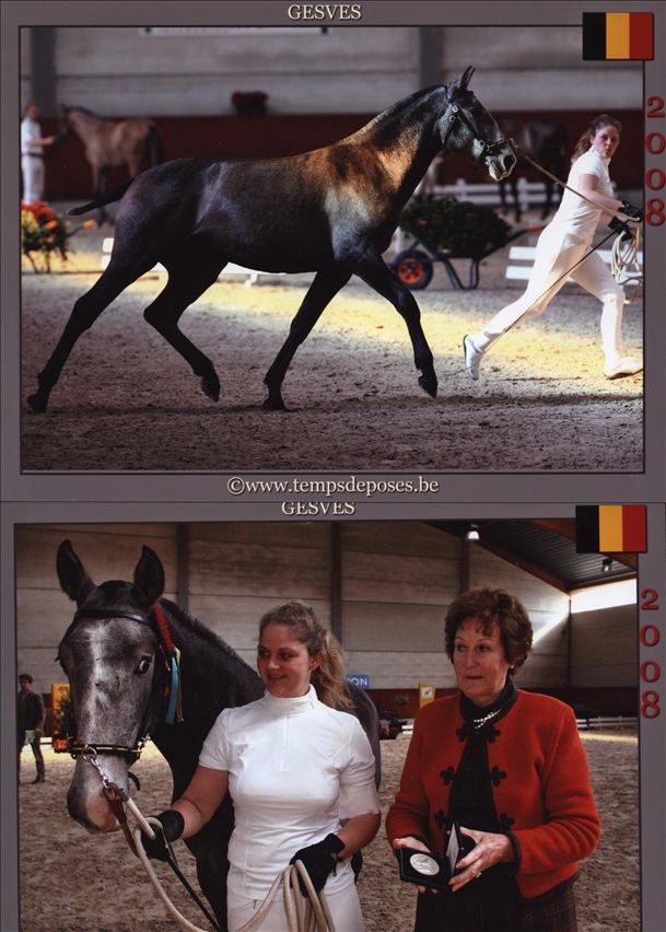 Journée du Lusitanien Gesves 2008
Caetano 2 ans, médaille d'argent, 1er de catégorie