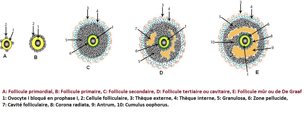 La folliculogenese