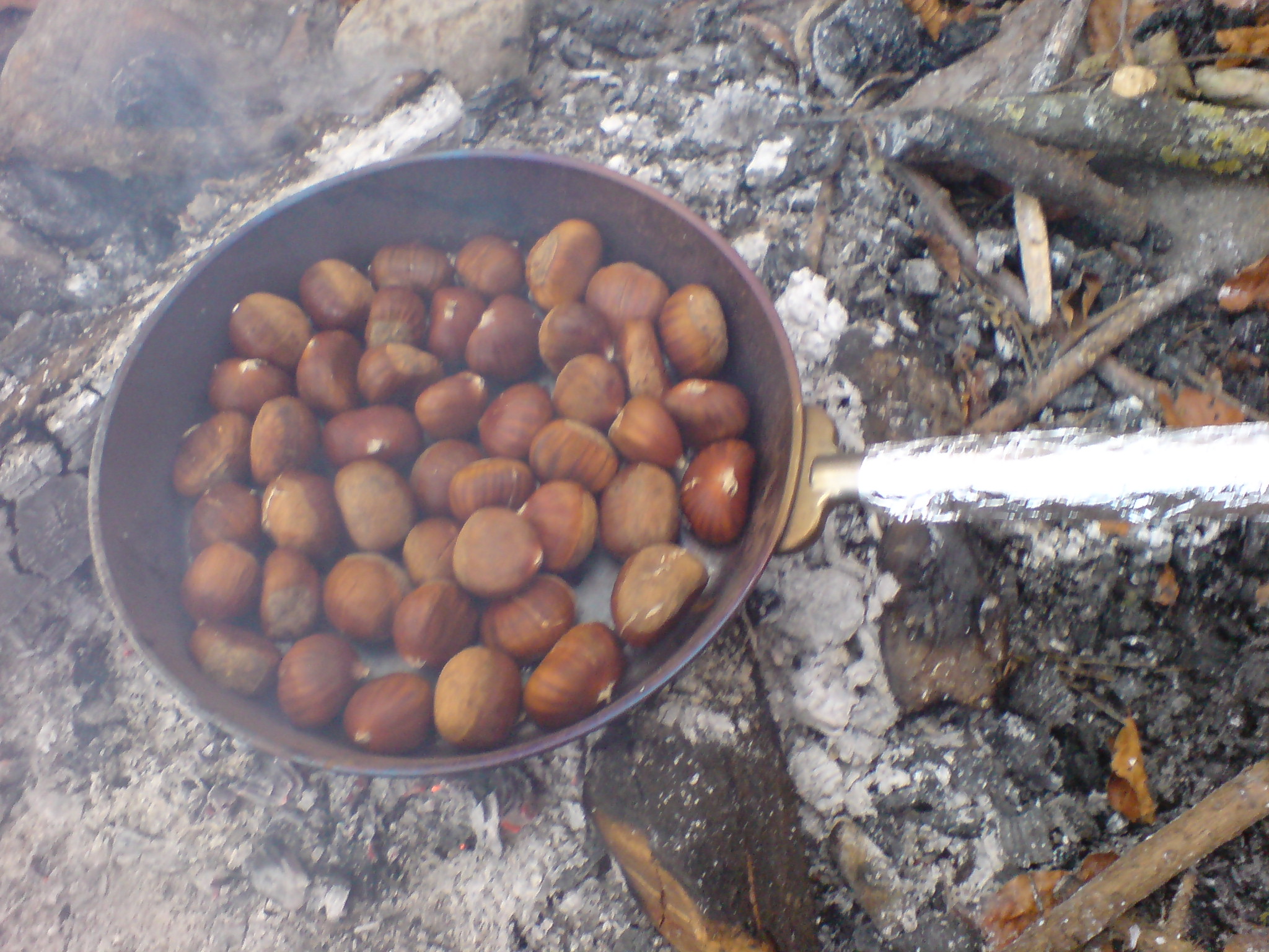 Marrons