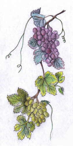 Grozdje veliko1