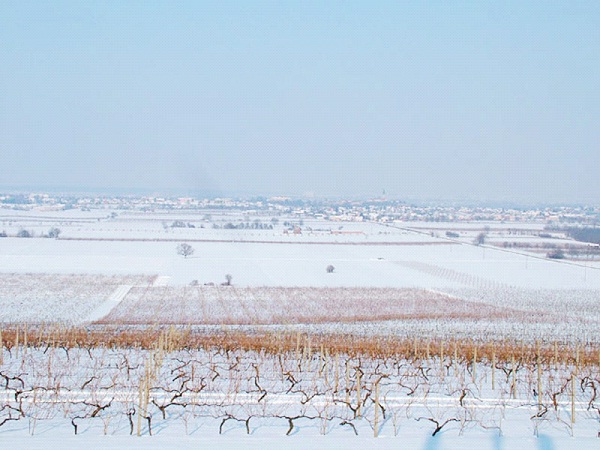 Vinogradi