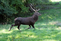 Brame du cerf en octobre à Peyrusse