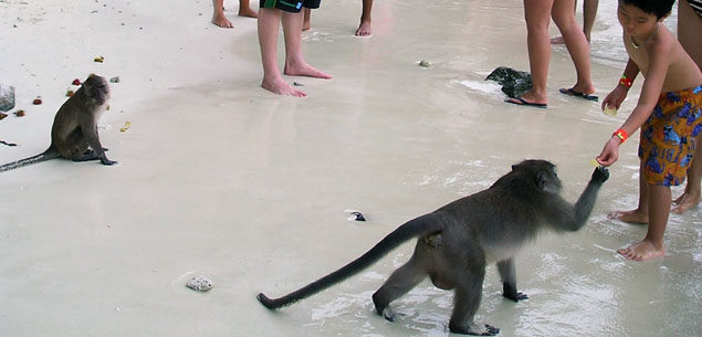Monkeybeach biancaoneill