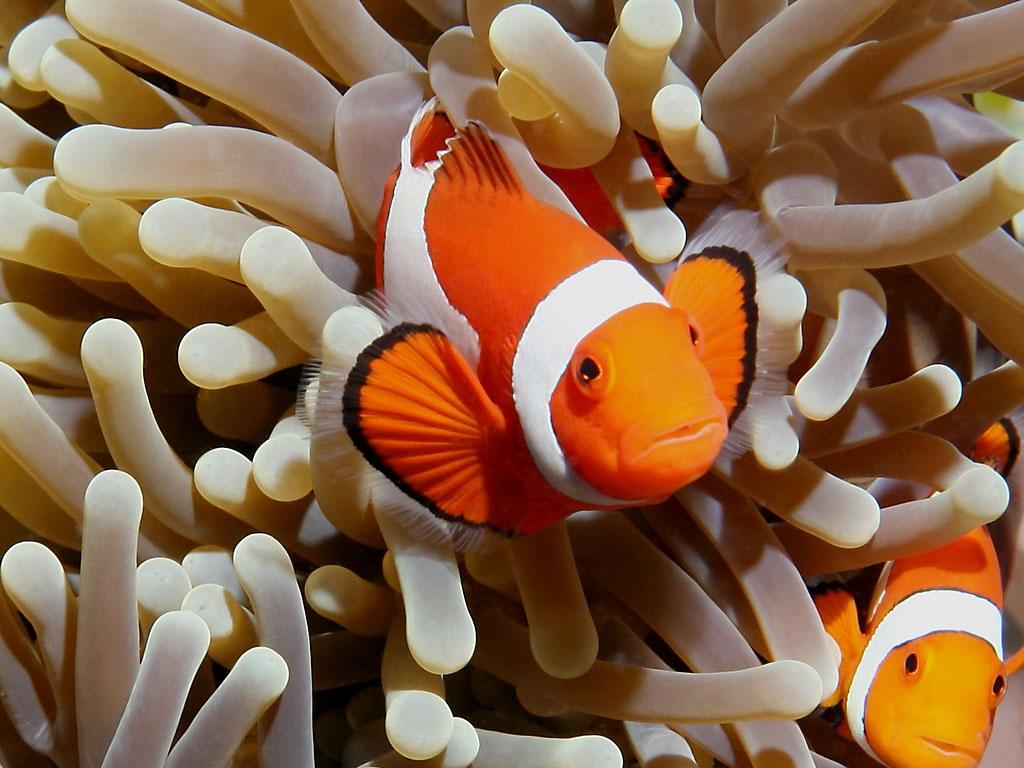 1186836153 1024x768 clown anemonefishes