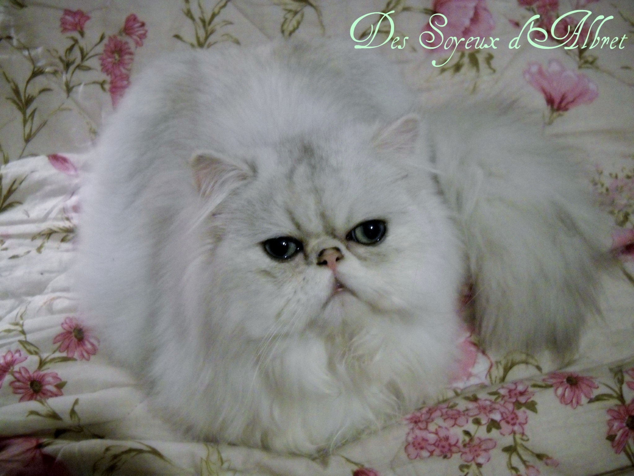 Ghost d amour 9 mois