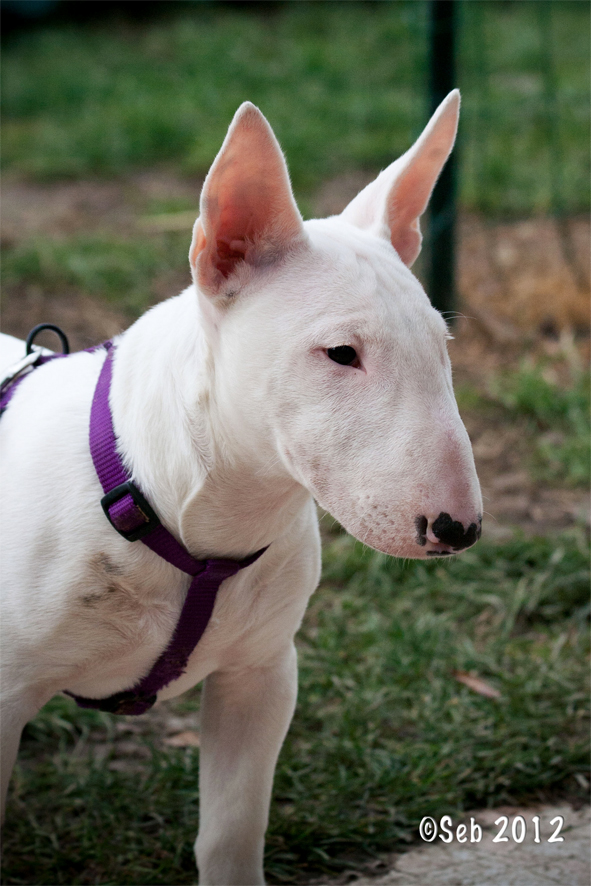 BLONDIE, Bull Terrier, 3 mois