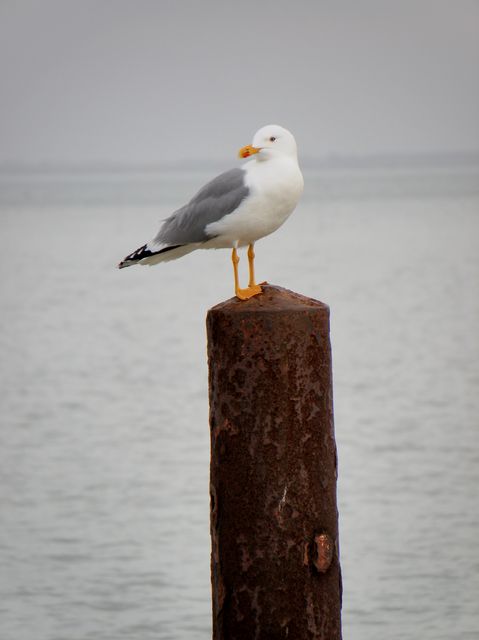 Ile oleron 011