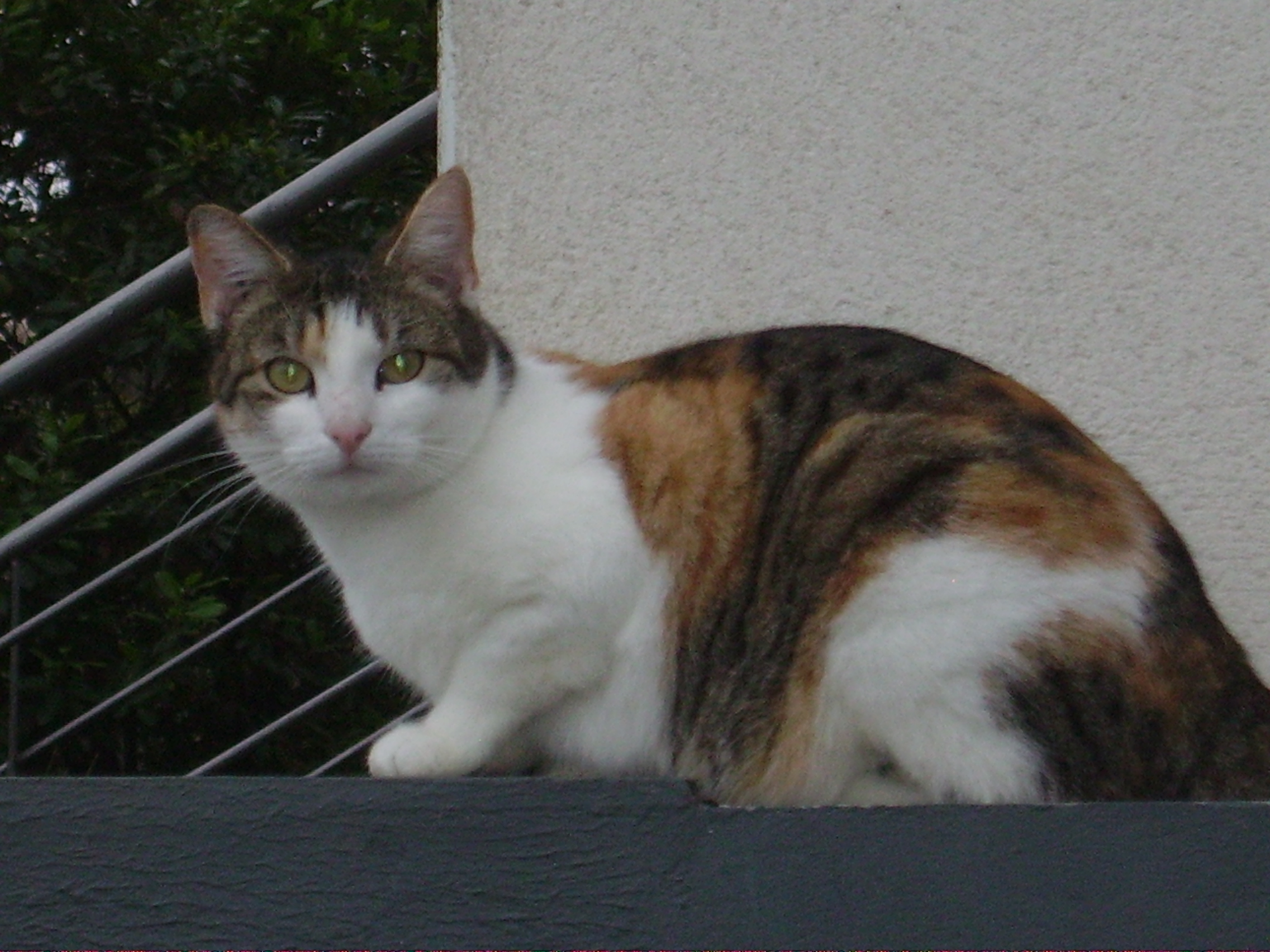 IMGP0652