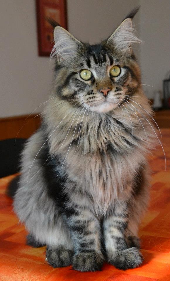 Harley 6 mois